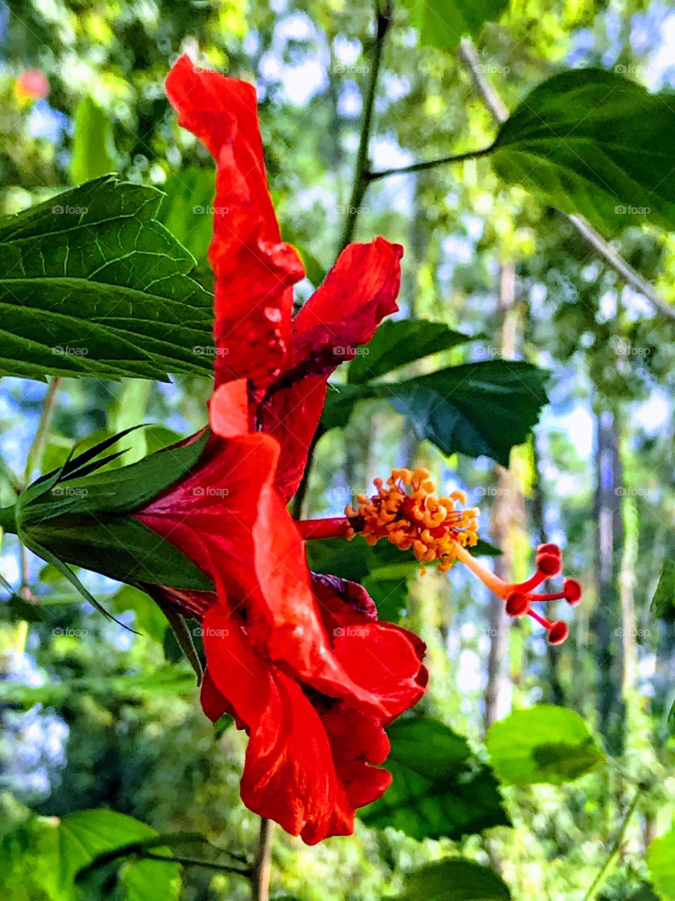 Showy red Hibiscus 