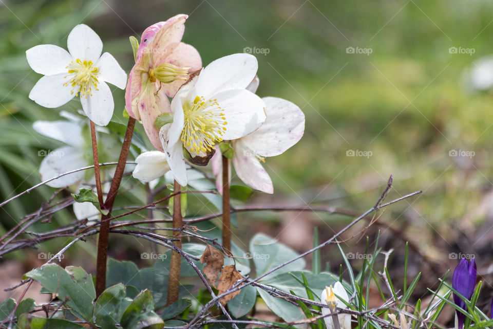 White hellebore flowers is a sign of early spring 
