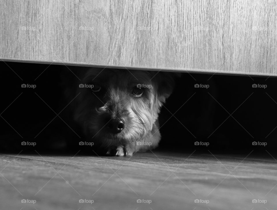 Dog peaking out from under the door