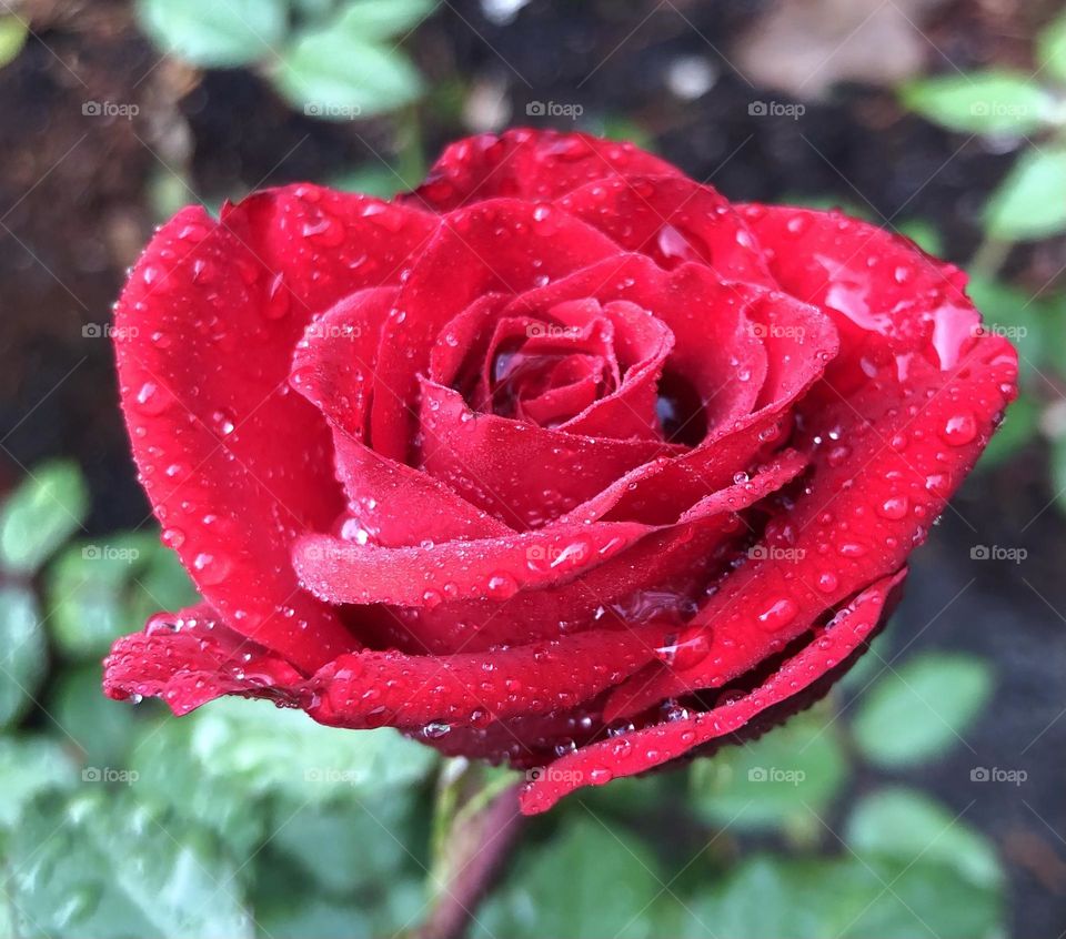 Reds are power color that cerebrate life. As a bright, crimosob red, Viva Magenta balances boldness with a felling of fun. This dynamic mix exudes rebellion