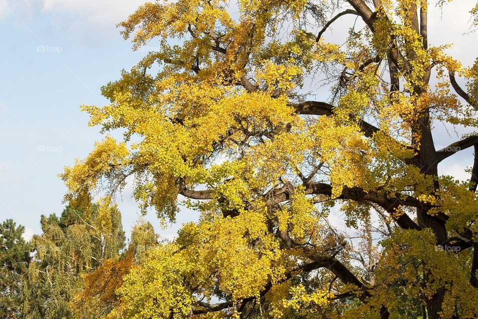 sun rays in the forest