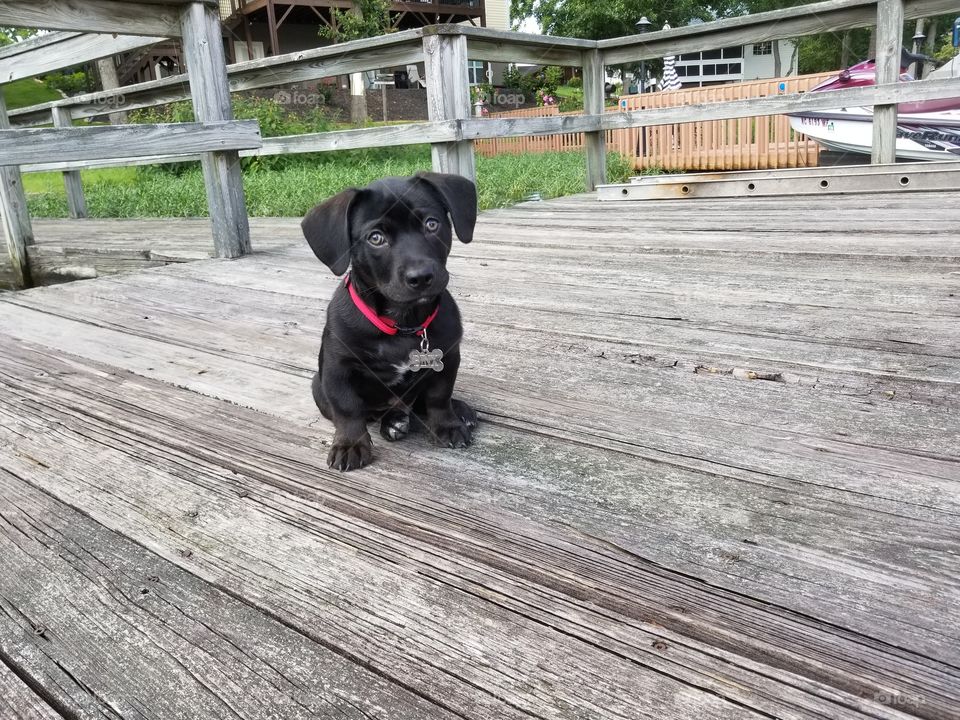 A puppy looks with adoration at its owner from a rustic pier.