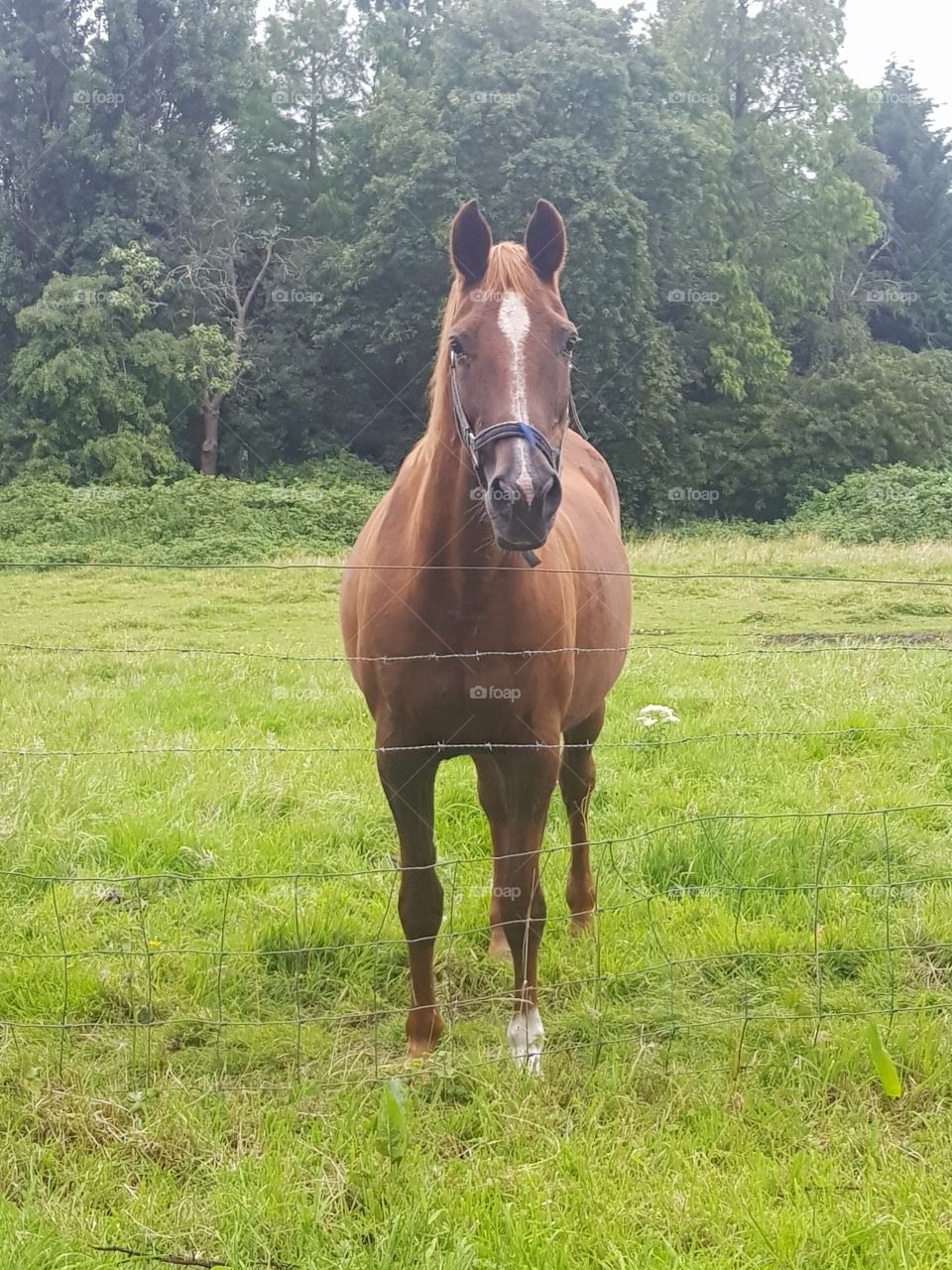 Curious horse along the barbed wire in the meadow.