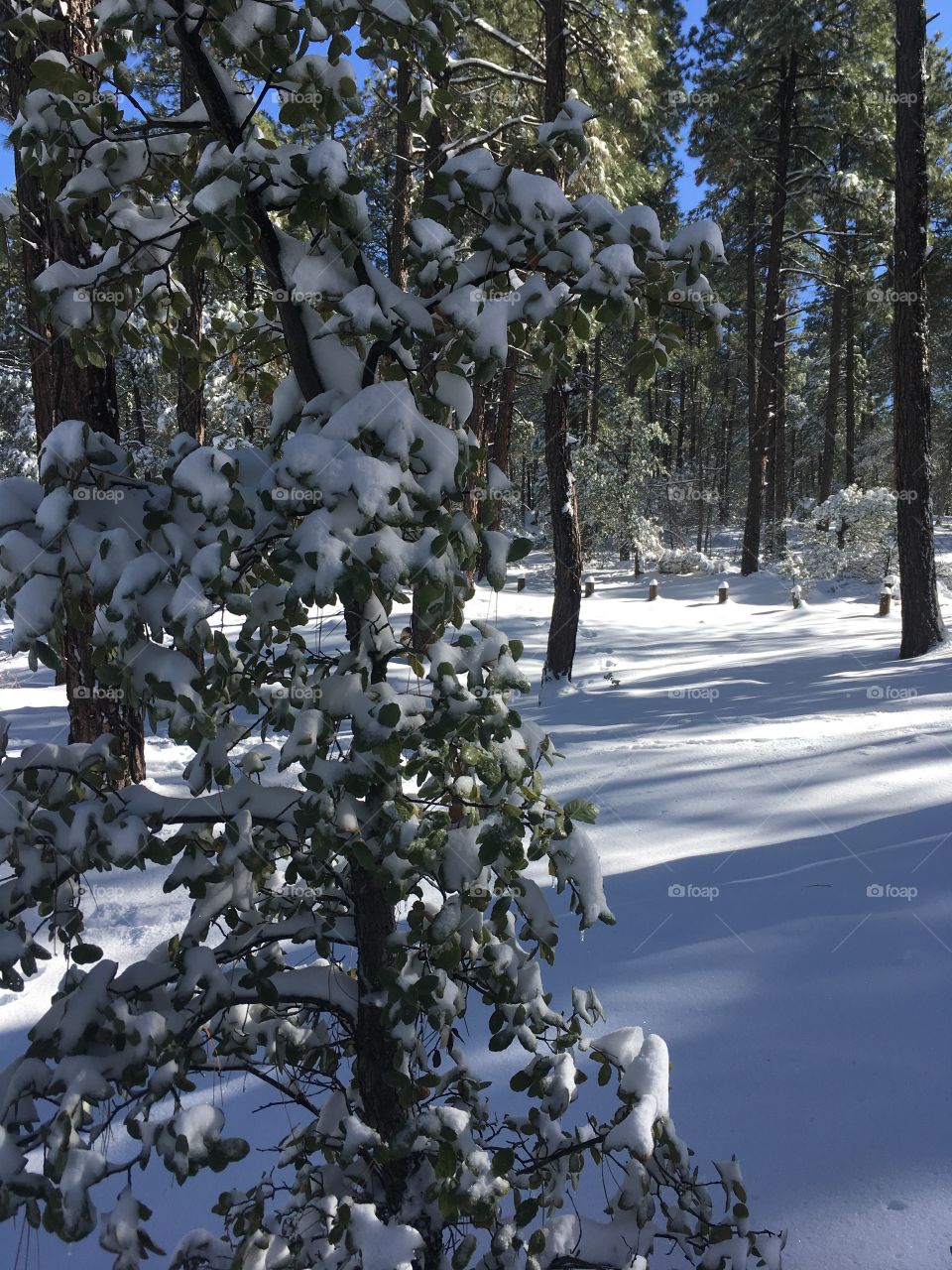 Prescott in snow