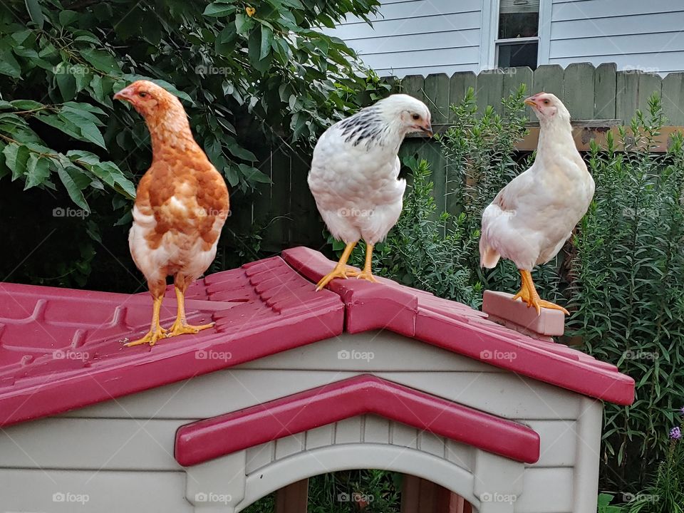 3 Chickens on a roof