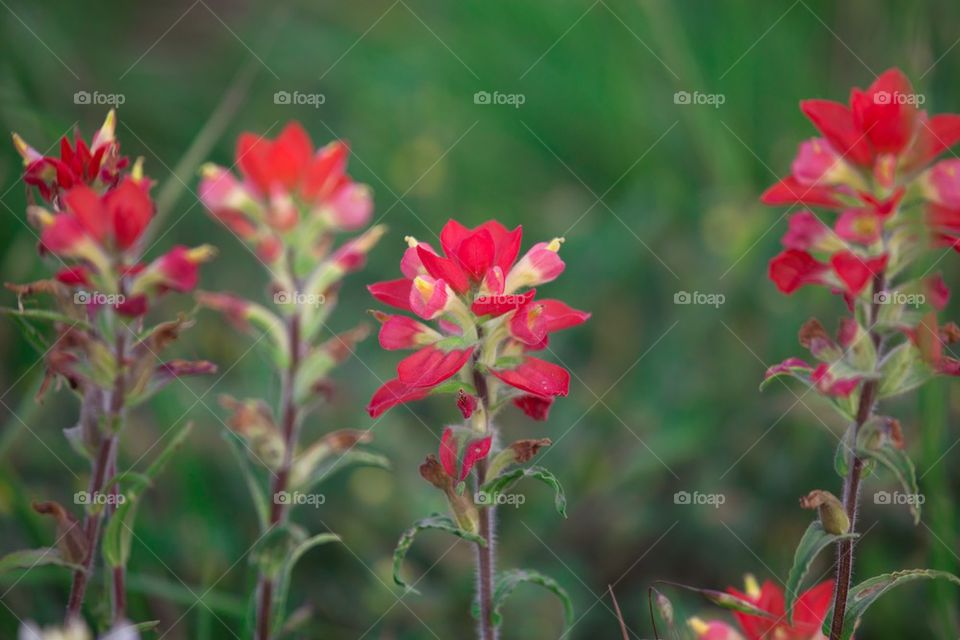 Indian paintbrush