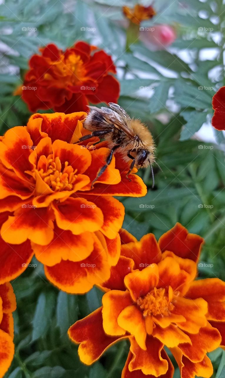 bumblebee on a flowers summer nature