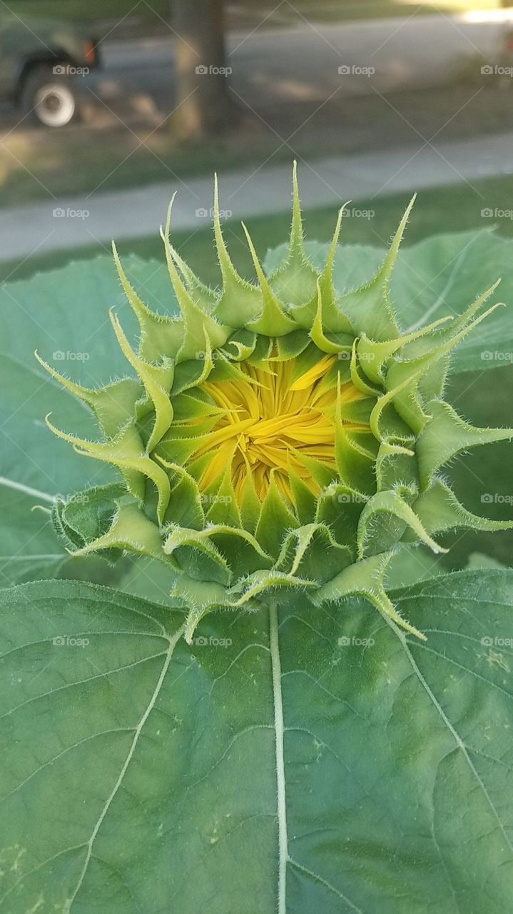 Sunflower bud