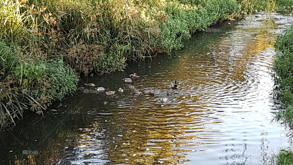 Ducks in the stream at Spier. Stellenbosch