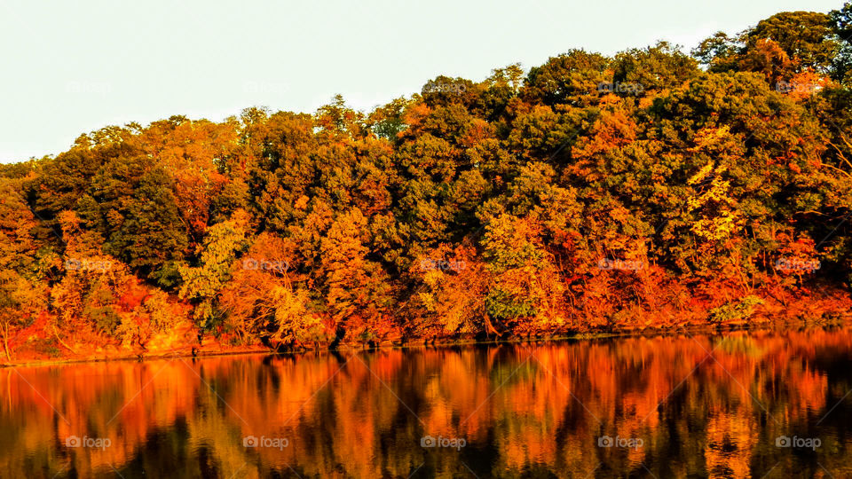 Autumn Tree Reflections