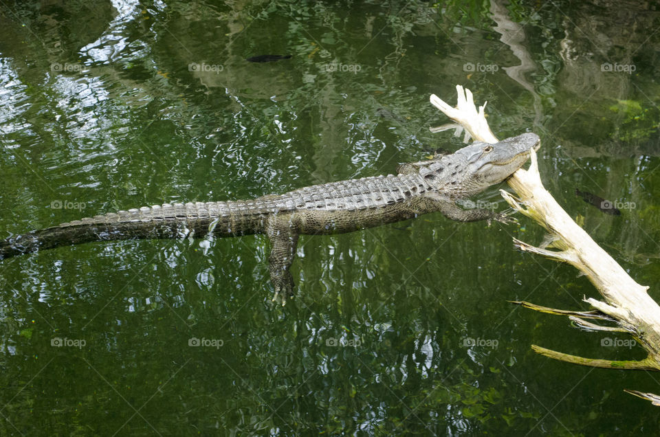 gator in the swamp. one of many gators in the swamp today 