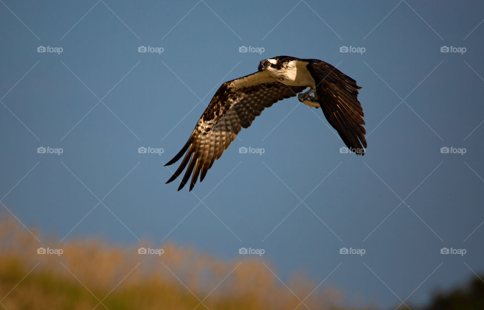 Osprey with his prize