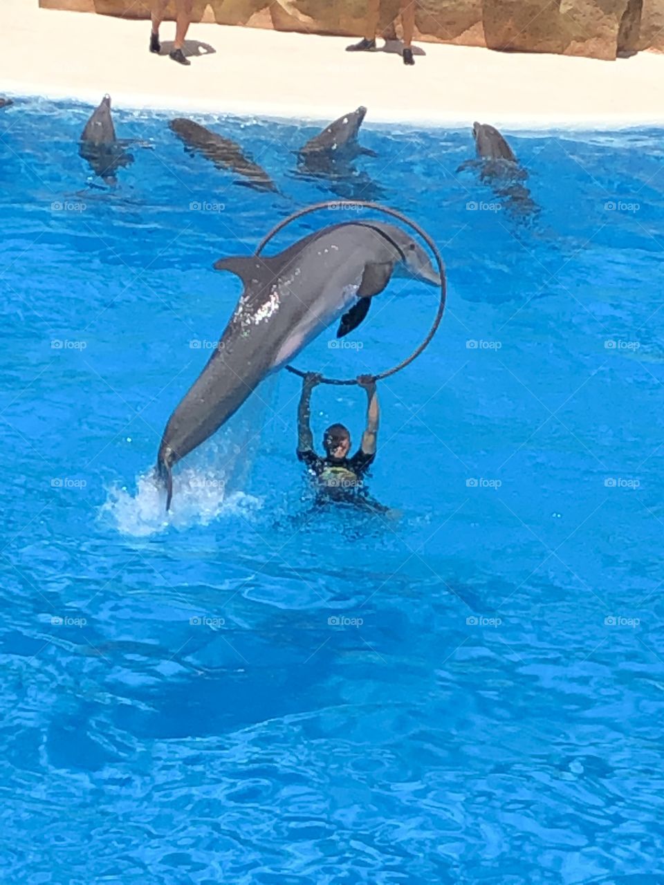Dolphin 