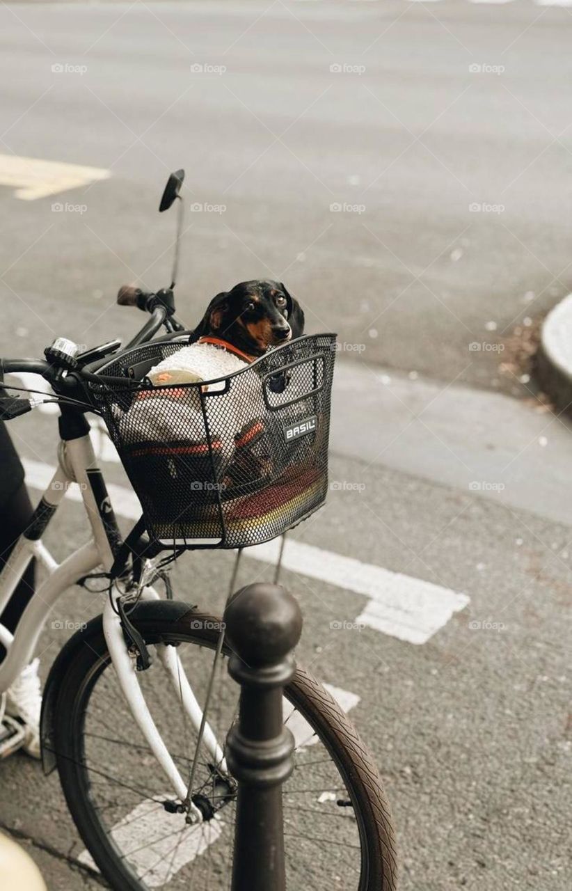 A little dog in a bicycle basket