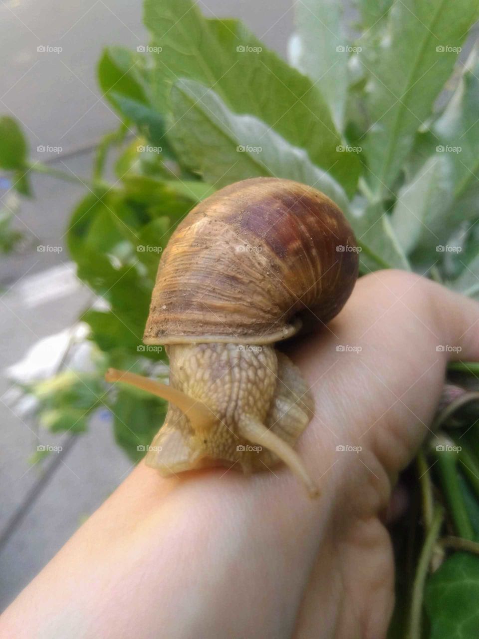 Snail