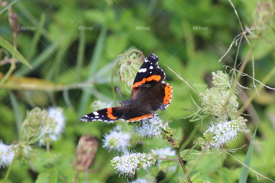 Mint Blooms and a red admiral butterfly on a summer day in Michigan
