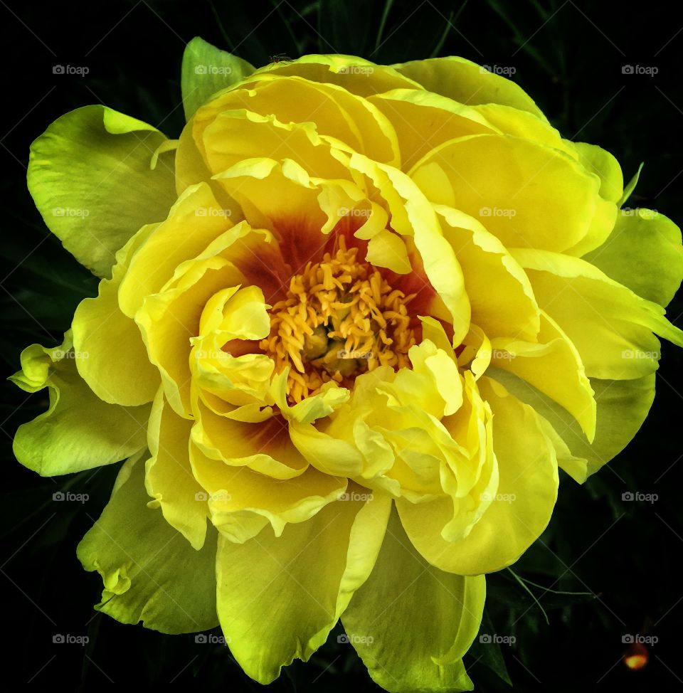 Elevated view of yellow flower