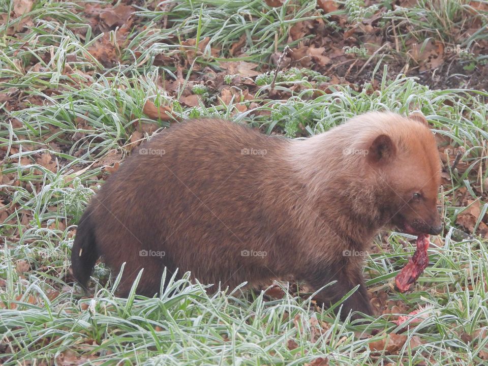 A close up of a bush dog