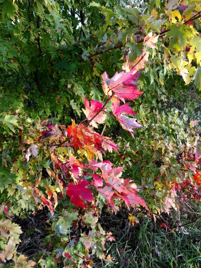 Autumn's Here