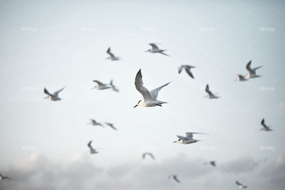 Bird, Seagulls, Wildlife, No Person, Flight
