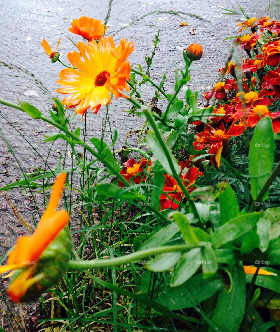 Летний денёк