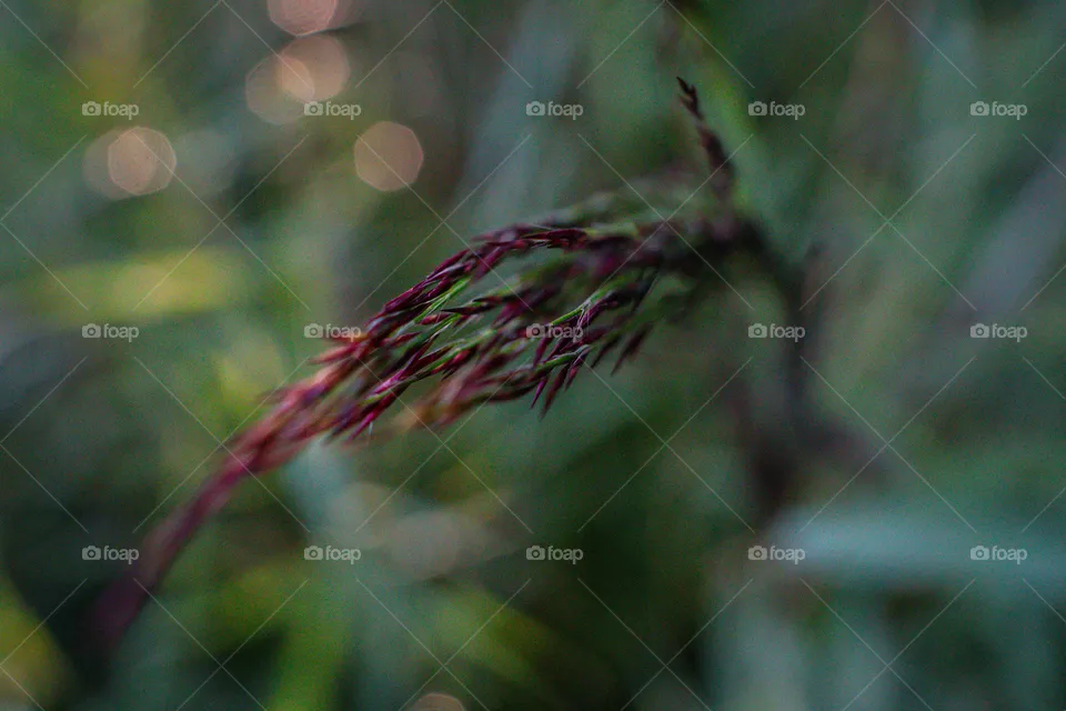 Hay
