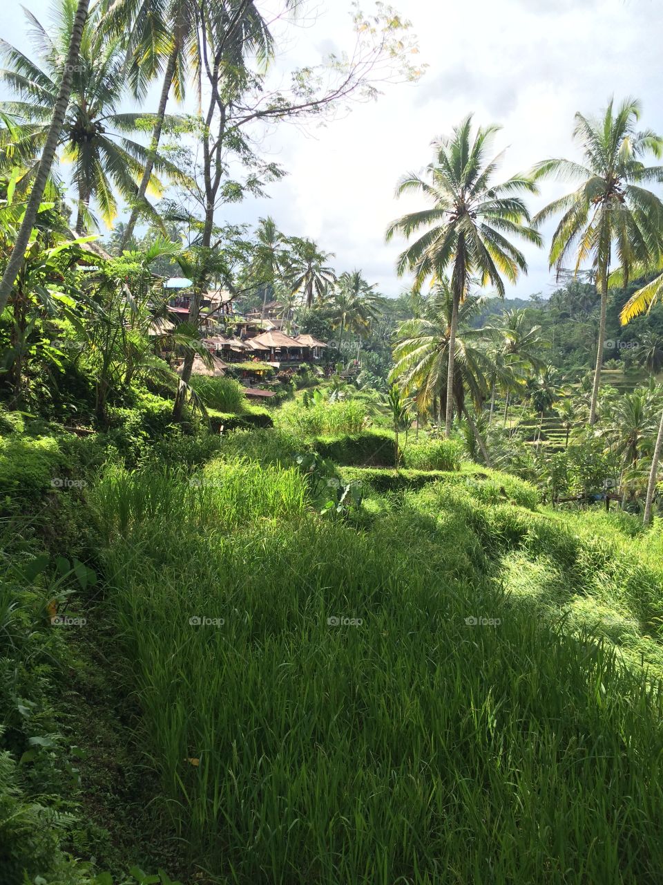 Ubud Rainforest