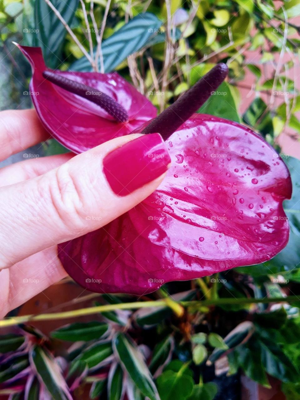 hand holding a flower