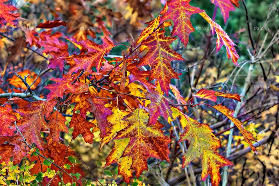 autumn colors