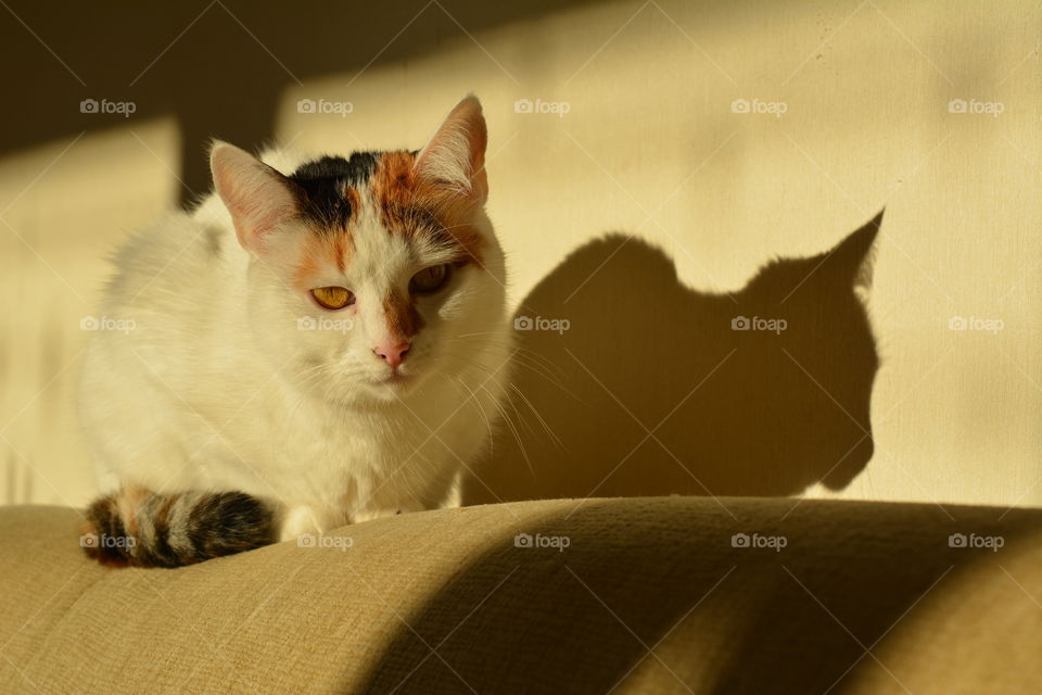 cat portrait home in the beautiful sunlight and shadows, love pet