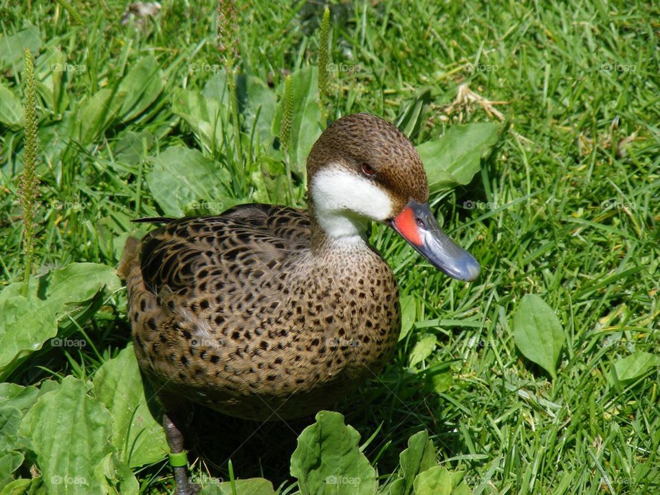 Female duck