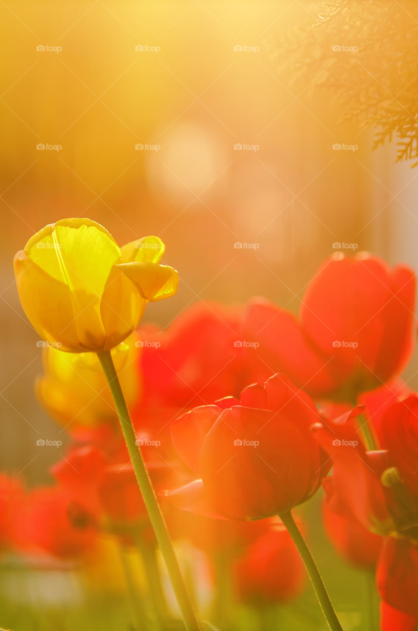 Tulips in the Sun. Colorful Tulips