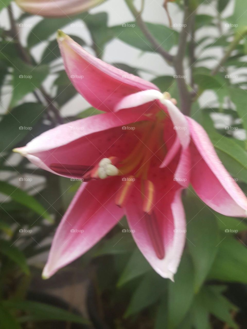 pink lilly