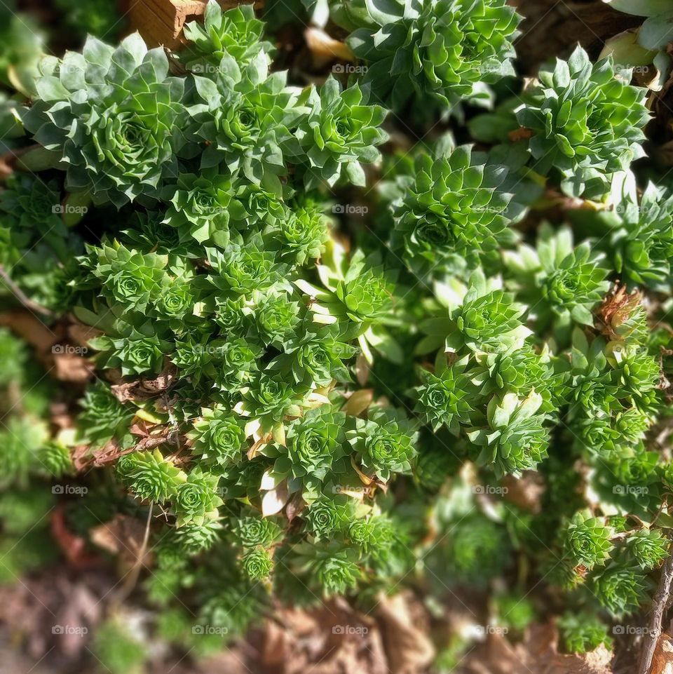 Wild plants growing  in fall