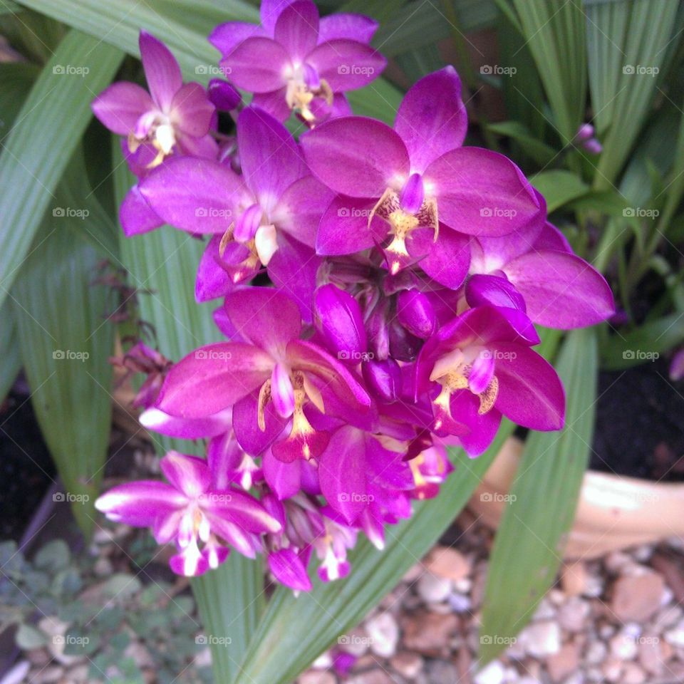 Purple day orchids