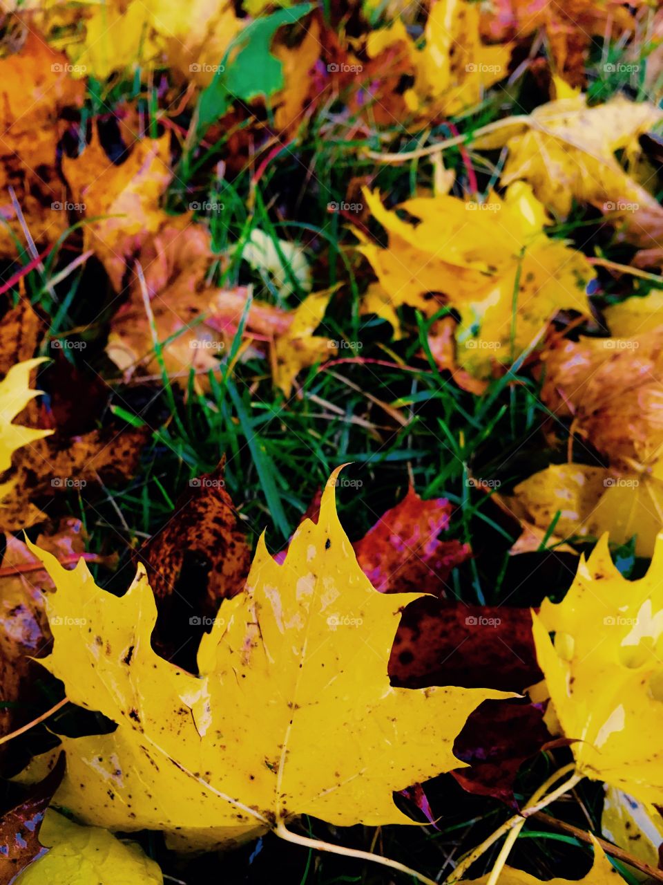 Autumns leaf 

