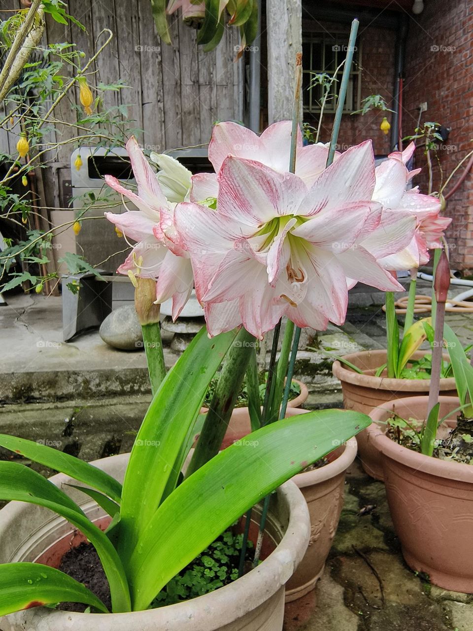 Taiwan Castle Peak Farm, Gu Ting Hua