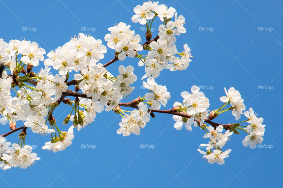 Beautiful apple blossoms