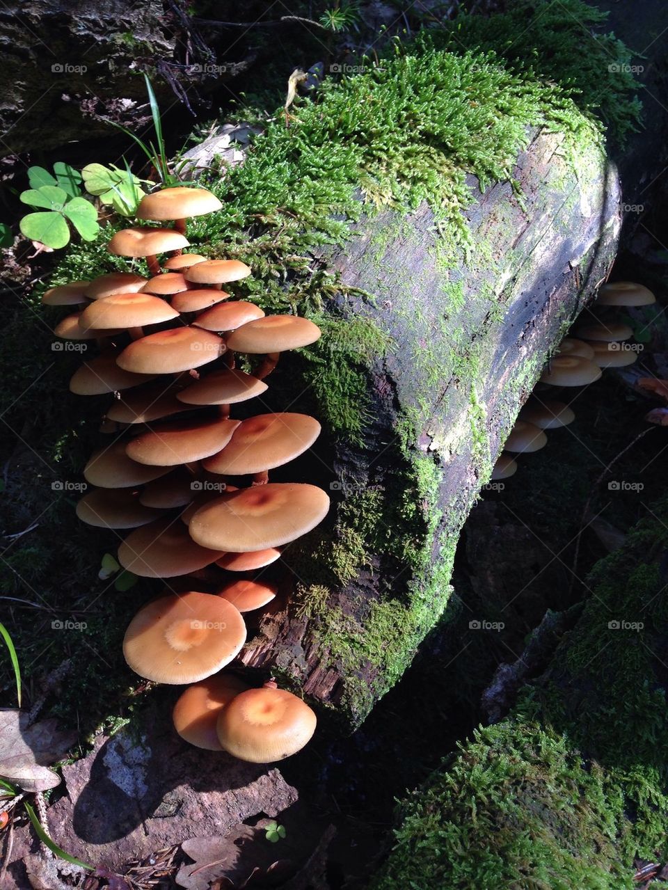 Close-up of fungus on tree stump