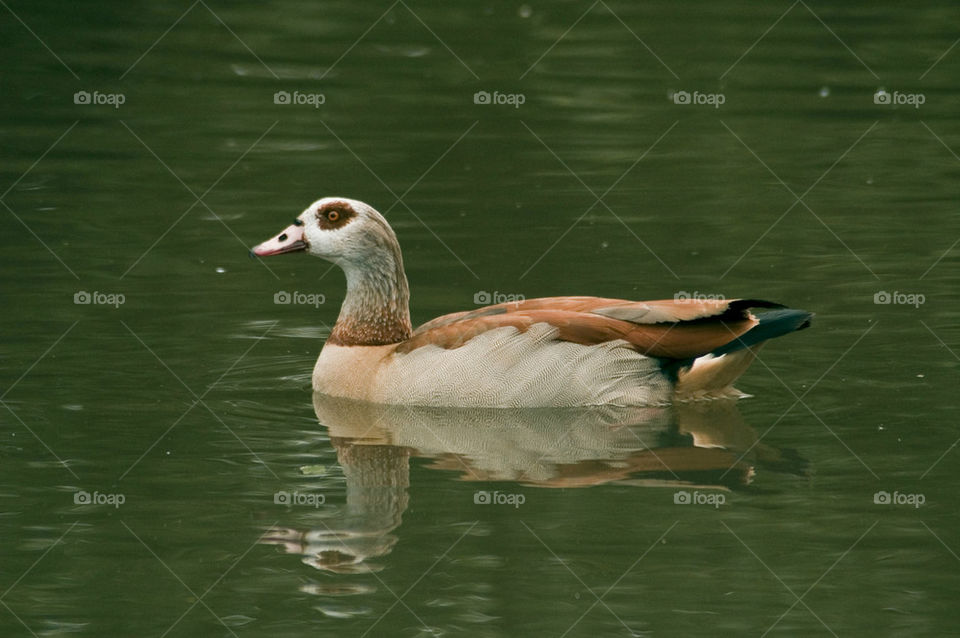 Egyptian Goose