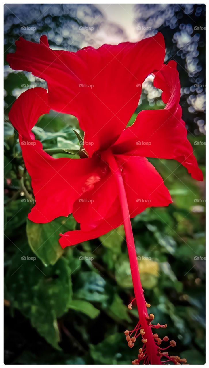 Best Chinese hibiscus flower nice looking image