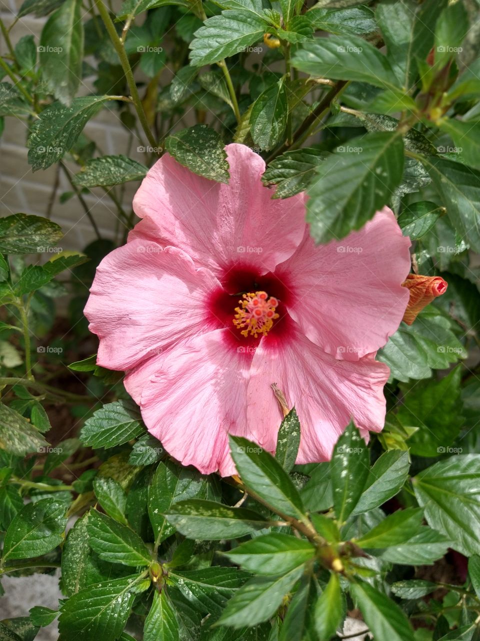 flor Rosa