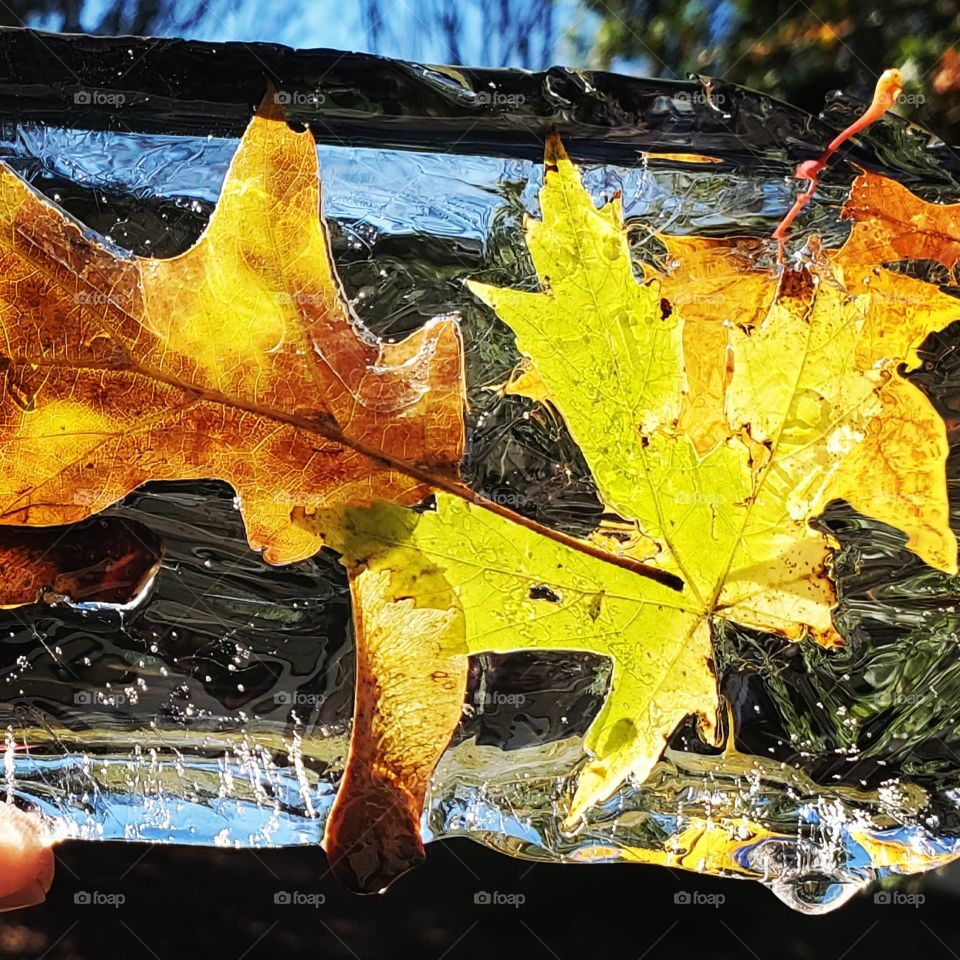 leaves in ice