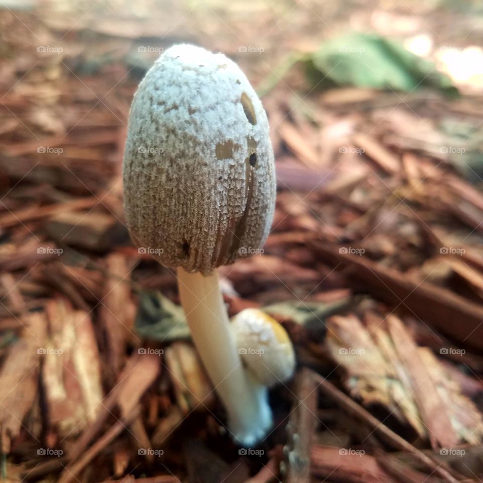 Mushroom in the garden