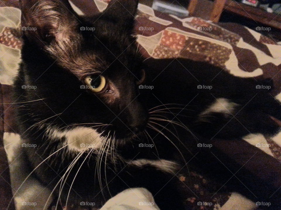 pretty kitty. cat taking a break on the bed