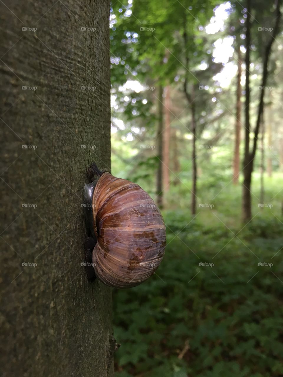 Snail on tree