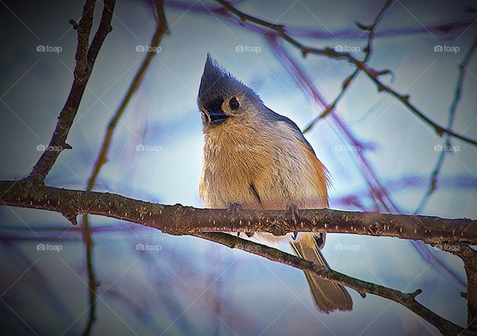 Tufted Titmouse