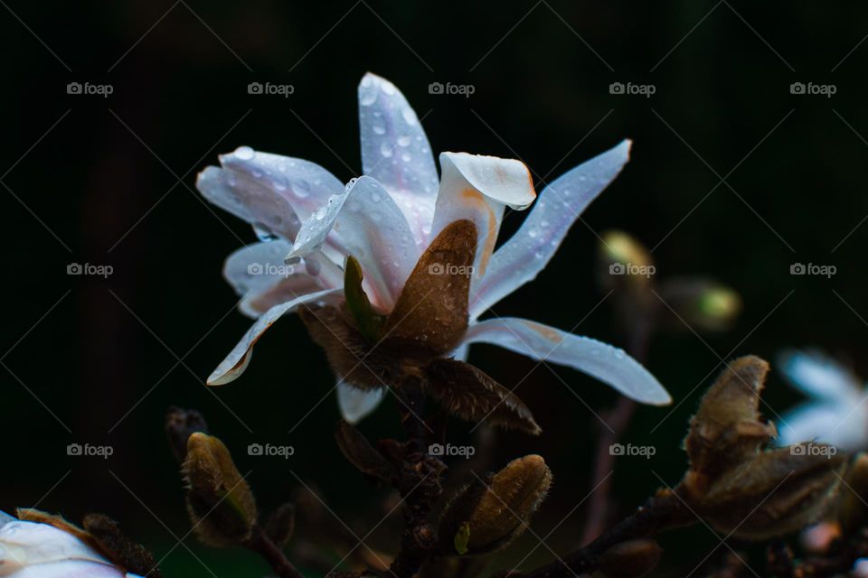 macro flower photography
