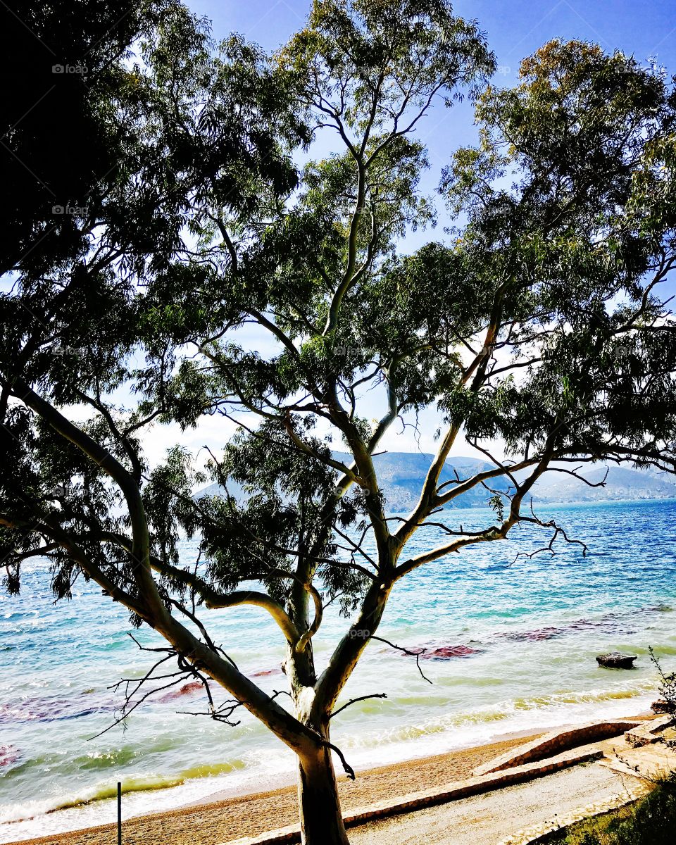 Tree near the sea 