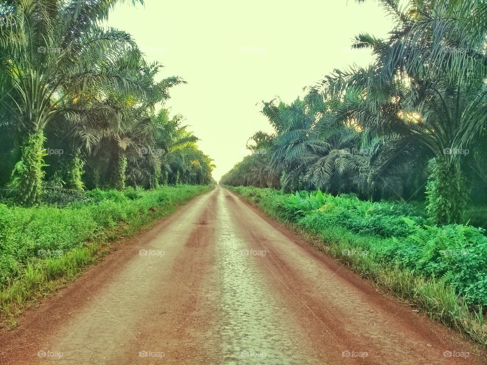 Road in middle oil palm plantations